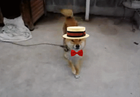giphy.gif