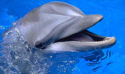 Dolphin.jpg