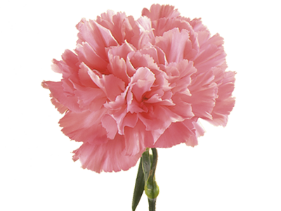 carnation.png