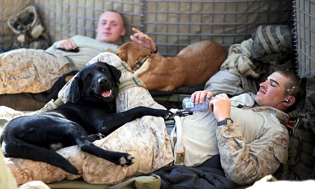 dog-afgan.jpg