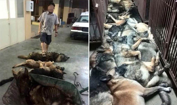 Dogs-681710.jpg