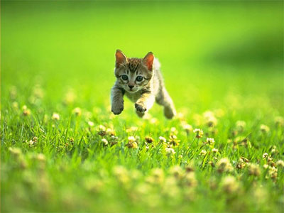 Kitten.jpg