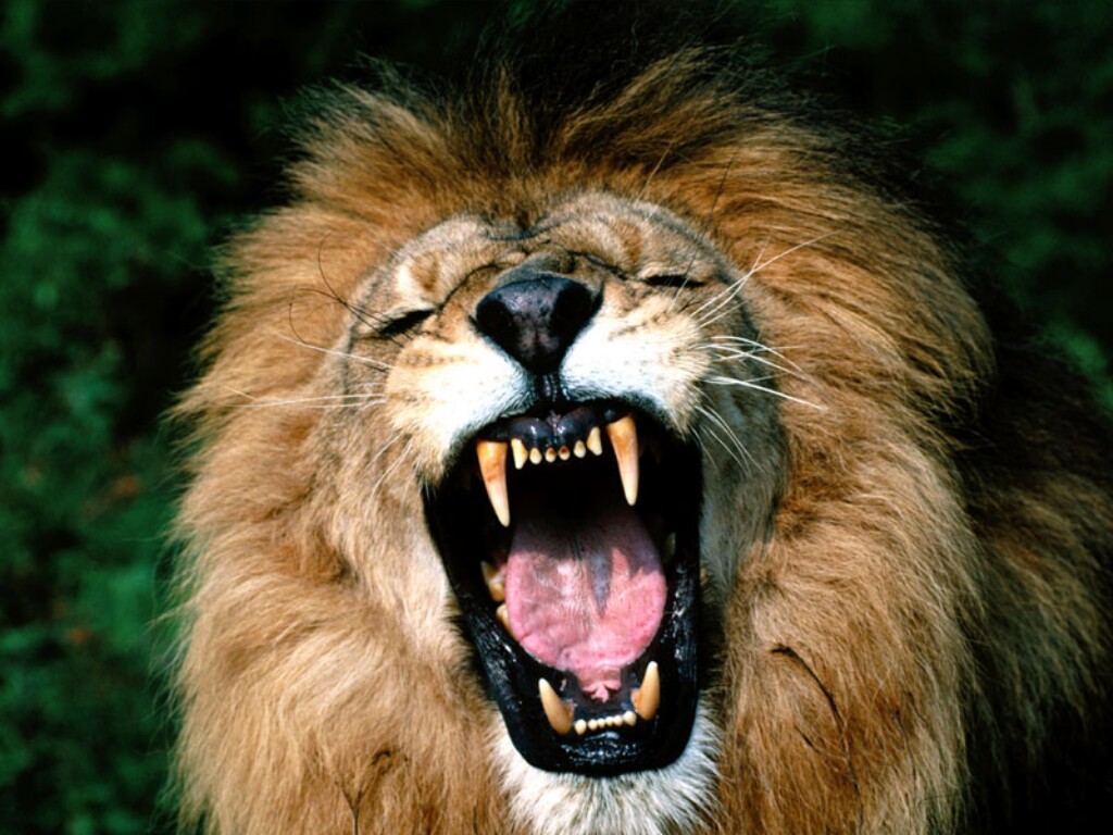 Roaring-African-Lion.jpg