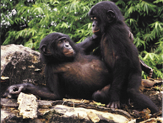 lesbian+bonobos.gif