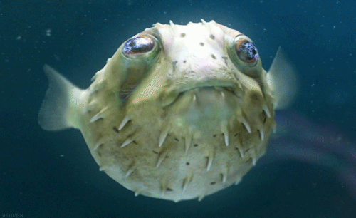ocean-underwater-fish-animated-gif-picture-2.gif