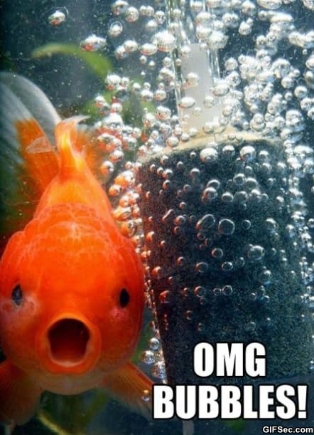 Goldfish-MEME.jpg