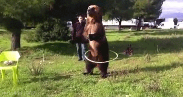 bear-hula-hoop.gif