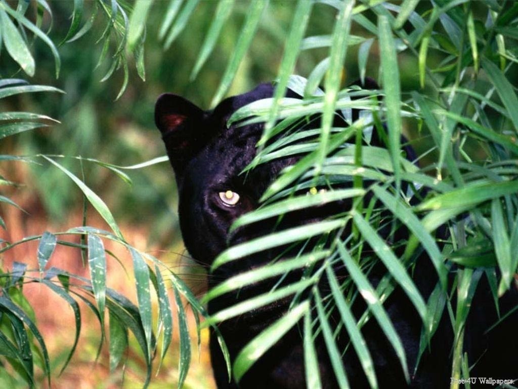 Black-Panther-wild-animals-2688167-1024-768.jpg