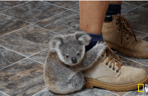cute-baby-koala-holding-onto-leg-foot-14102177407.gif
