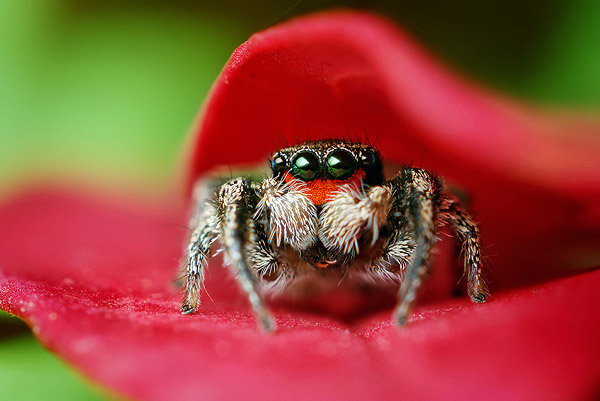 Jumping-Spider-Goes-to-a-Photo-Session-spider6.jpg