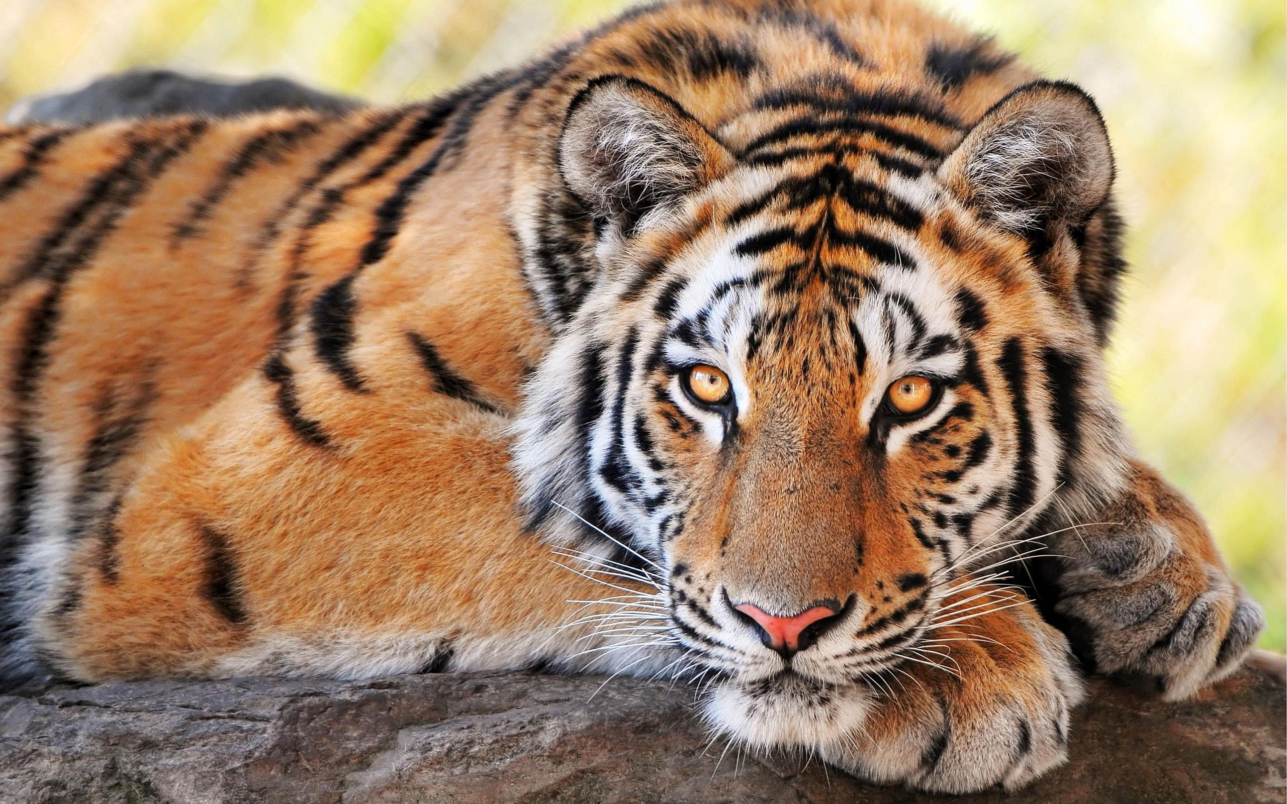 beautiful-tiger.jpg