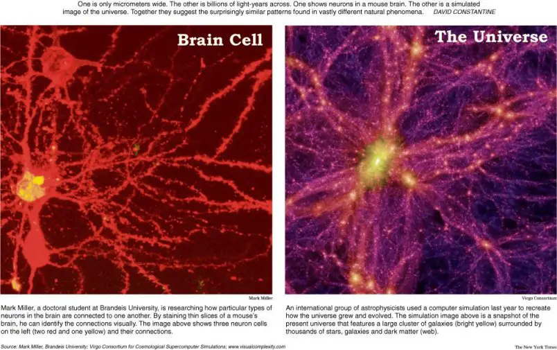 brain-cell.jpg
