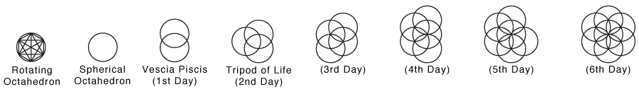 Seed_Of_Life_Stages.jpg