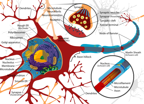 481px-Complete_neuron_cell_diagram_en.svg.png