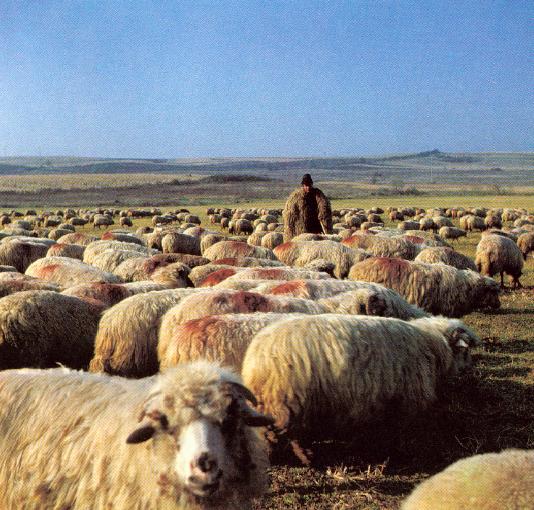 shepherd-and-flock1.jpg