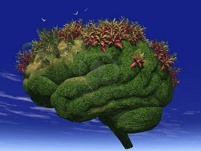 Your-Brain-is-Like-A-Garden.jpg