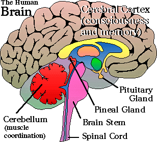 brain00.gif