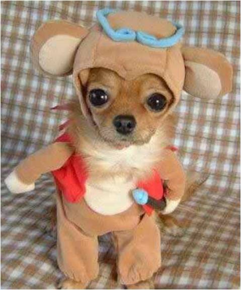 cute-Chihuahua2.jpg