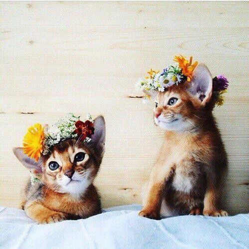 168028-Cats-With-Flower-Hats.jpg