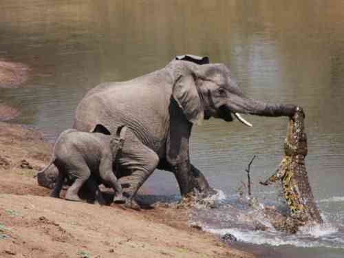 elephant-vs-alligator-fight-1s.jpg