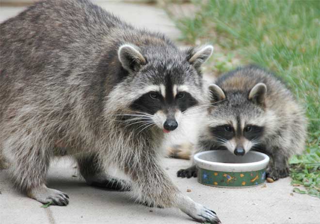 raccoon-mom-and-baby-0567.jpg