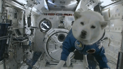 animal-gifs-dog-in-space.gif