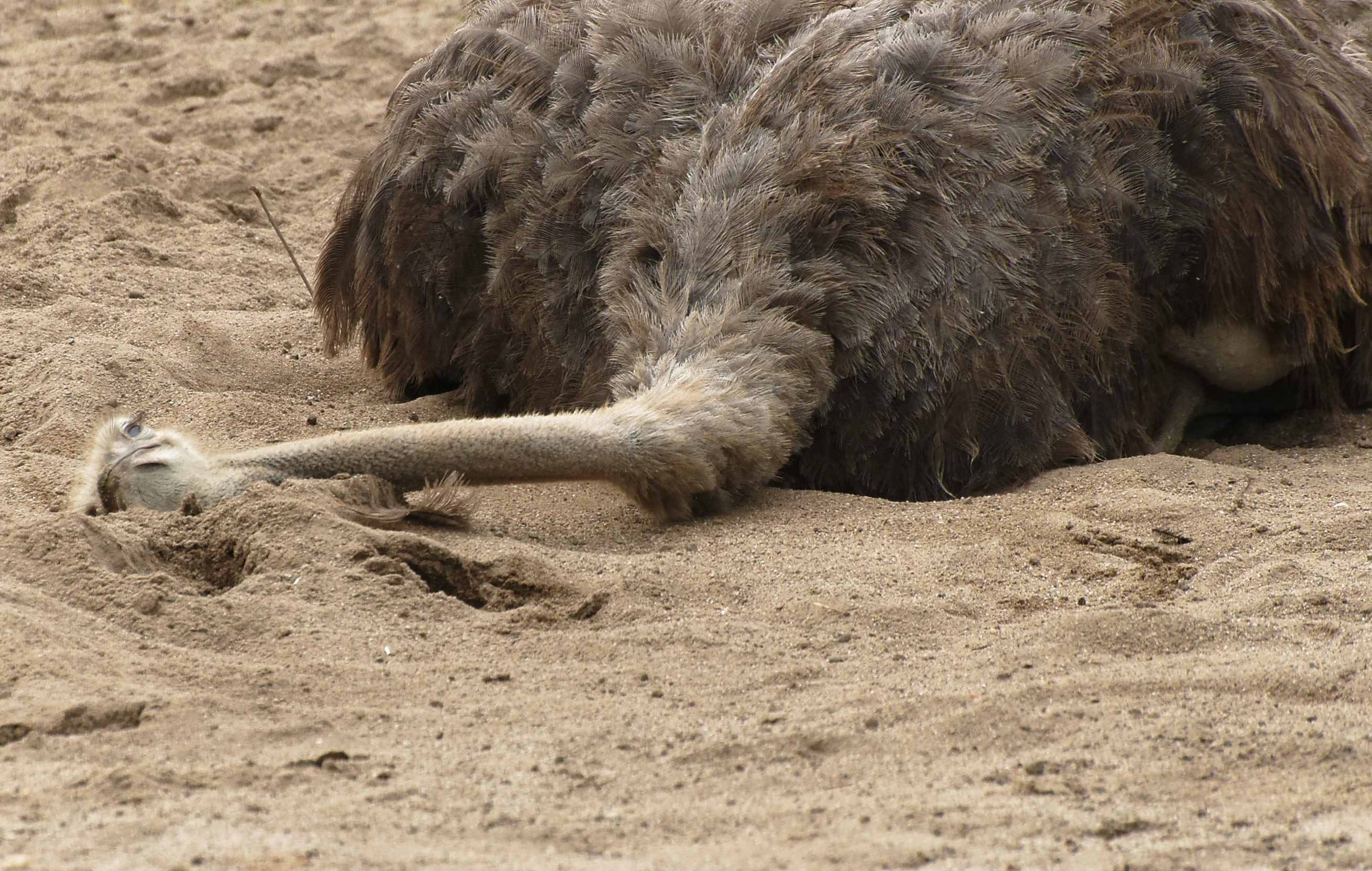 Ostrich-head-sand.png