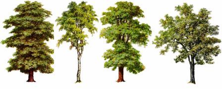 symbols-of-trees.jpg
