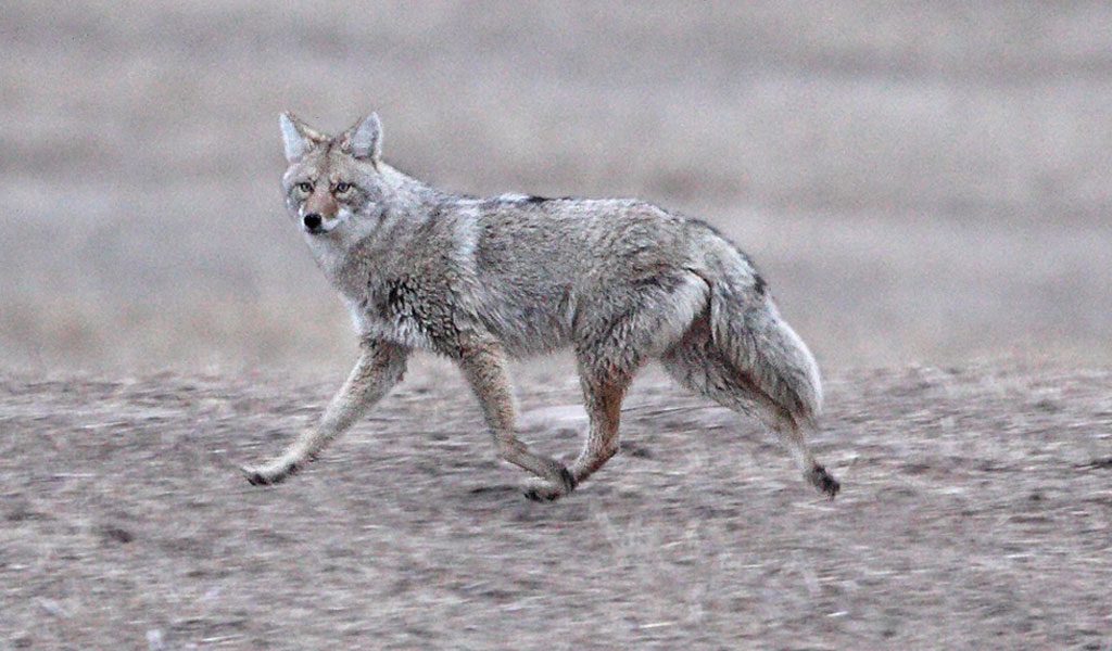 coyote-1.jpg