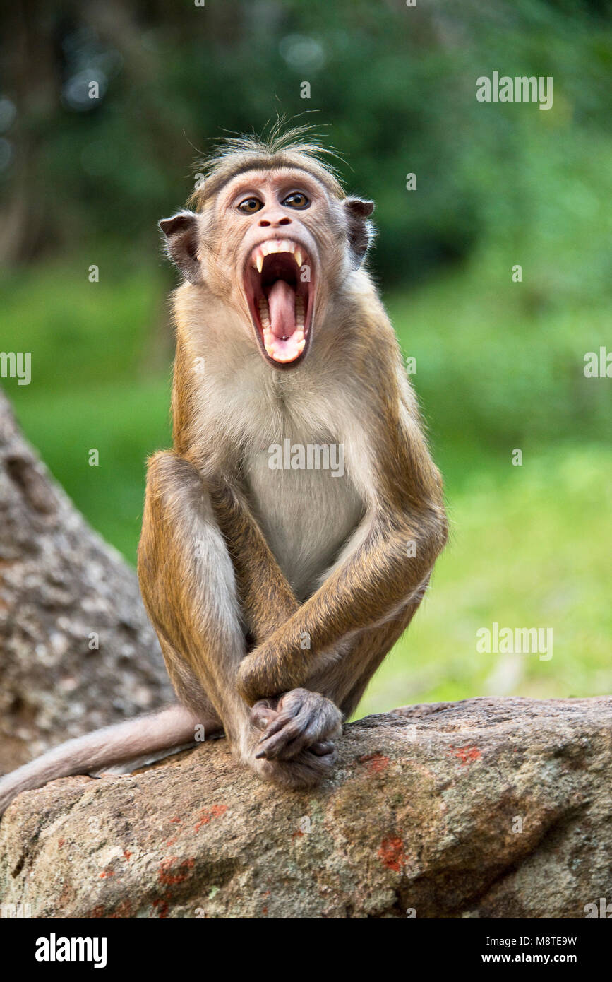 rhesus-macaque-macaca-mulatta-monkey-in-sri-lanka-screaming-or-shouting-M8TE9W.jpg