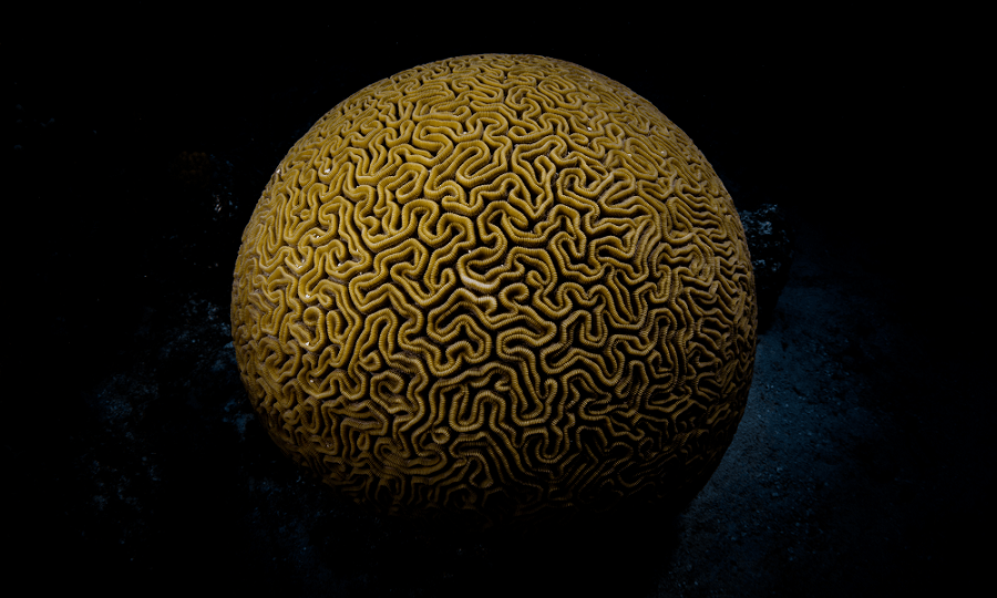 900pxbraincoral.png
