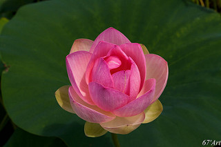sacred-lotus-Patrice-CALATAYU.jpg