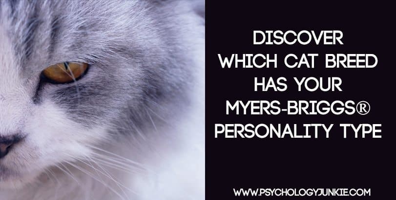 Discover-Which-Cat-Breed-Has-Your-Myers-Briggs-Personality-Type.jpg