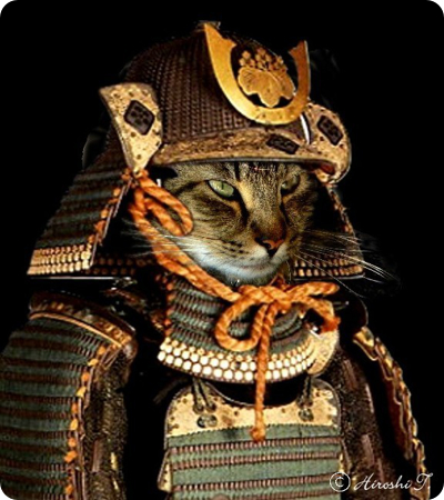 samurai-cat-13.jpg