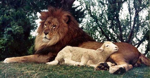 lion-and-lamb-lie-down-together.jpg
