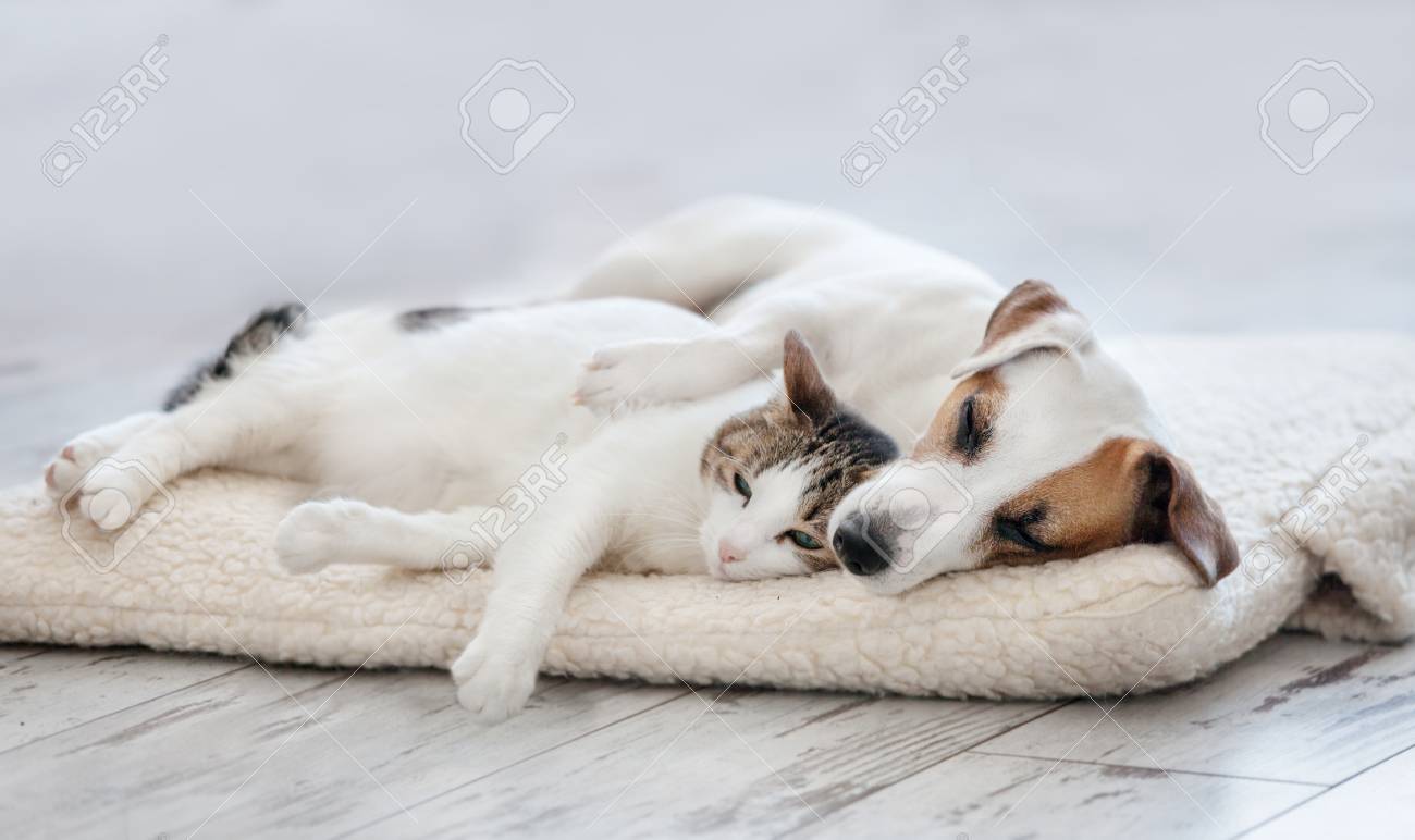 93509645-cat-and-dog-sleeping-pets-sleeping-embracing.jpg
