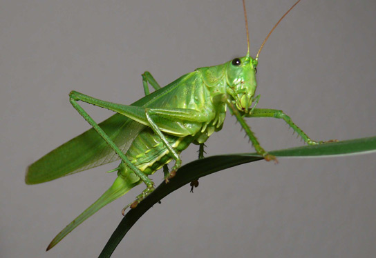 green-grasshopper.jpg