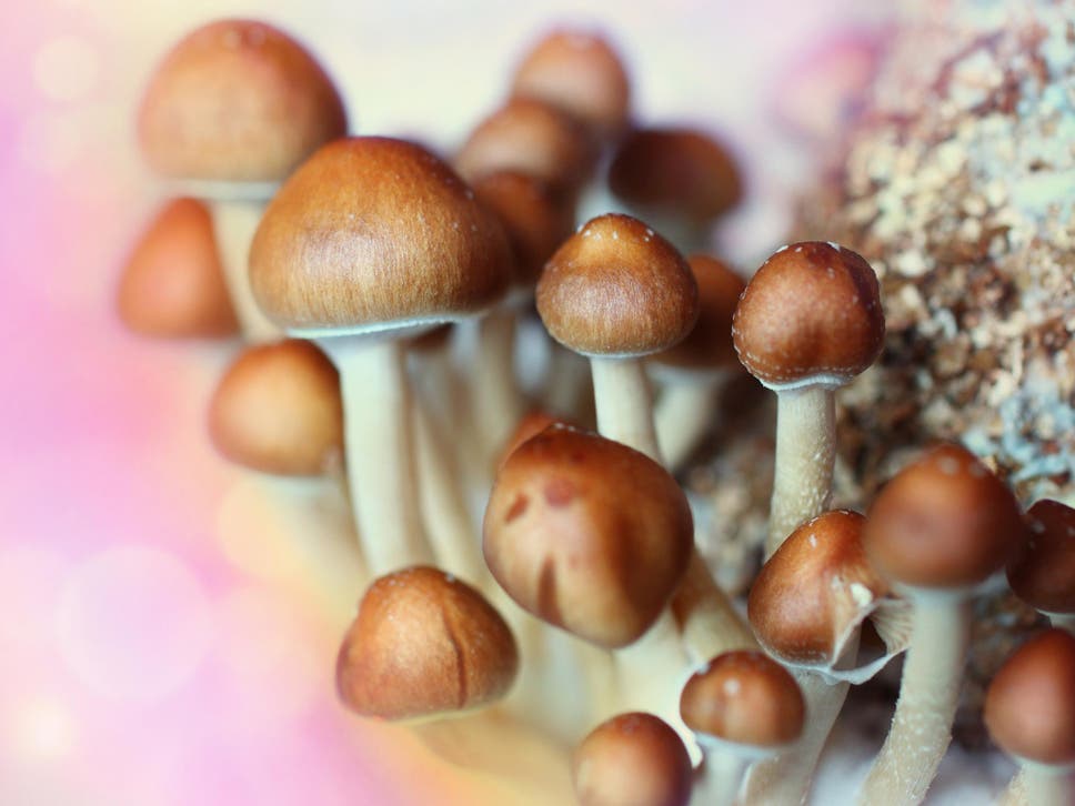 mushrooms-istock.jpg