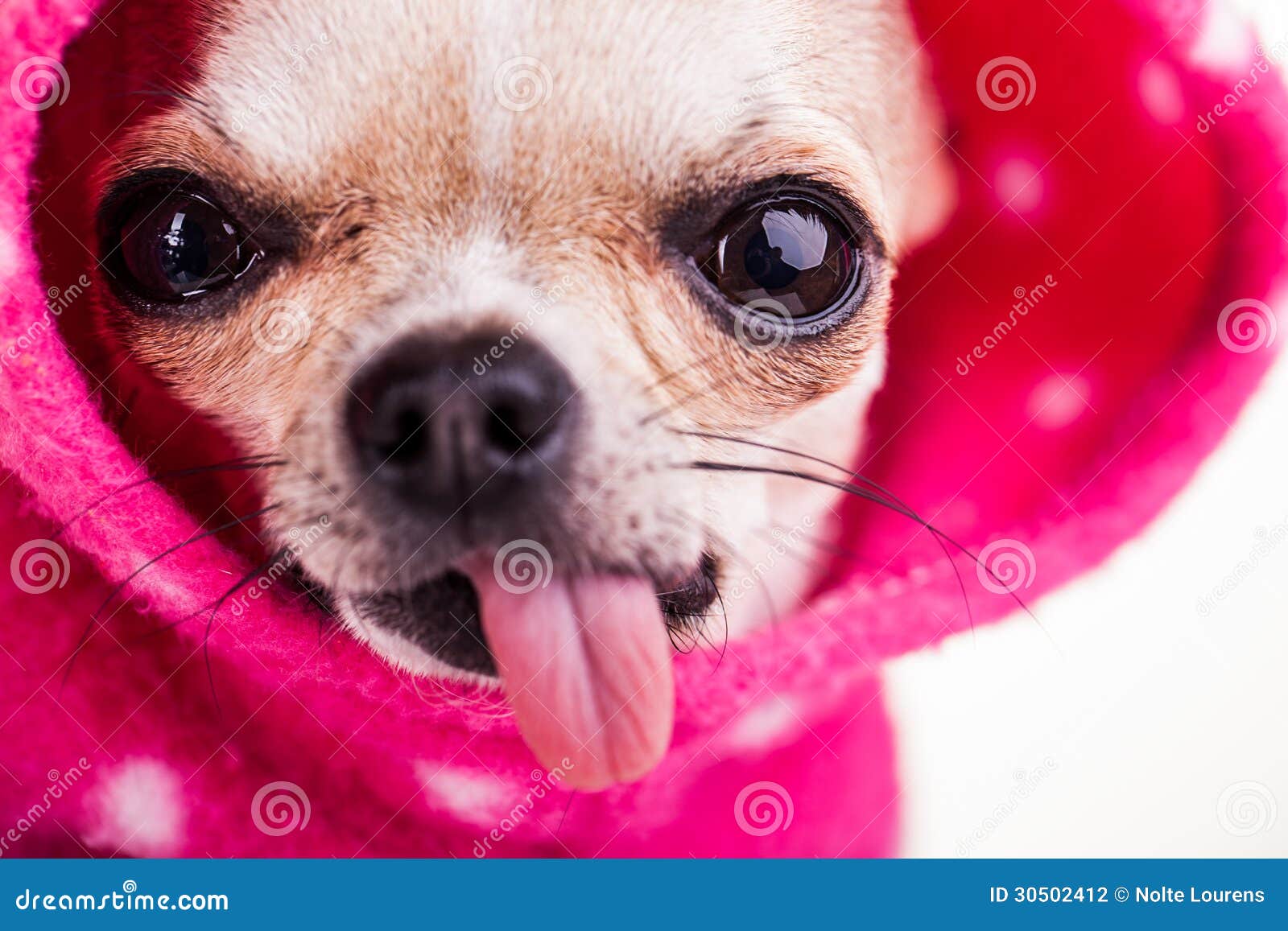 little-chihuahua-staring-eyes-tongue-out-close-up-cute-chihuahuas-face-big-shiney-hanging-dressed-pink-30502412.jpg
