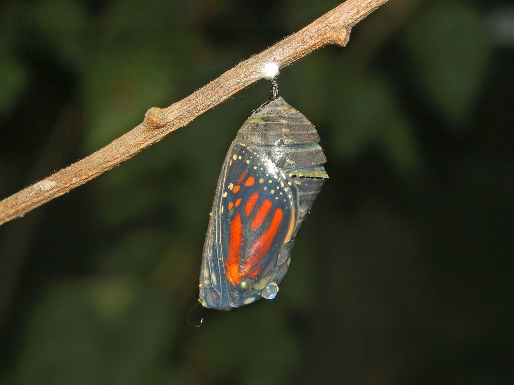 Nymphalidae_-_Danaus_plexippus_Chrysalis-1.JPG