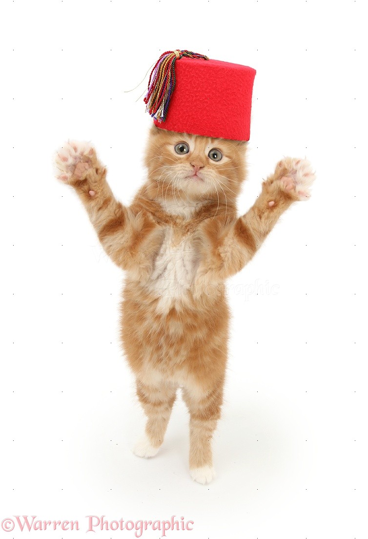 25077-Ginger-kitten-wearing-a-red-Fez-hat-white-background.jpg