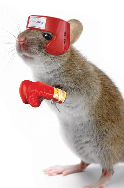 mouseboxer.jpg
